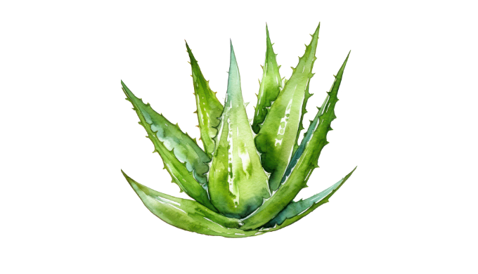 Aloe vera