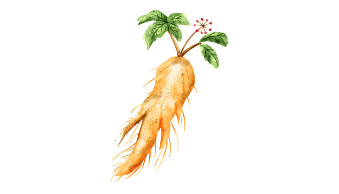 ginseng